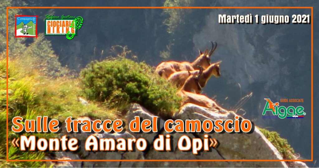 Sulle tracce del camoscio